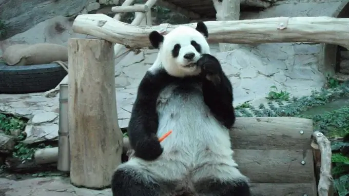 Panda is aan het lunchen