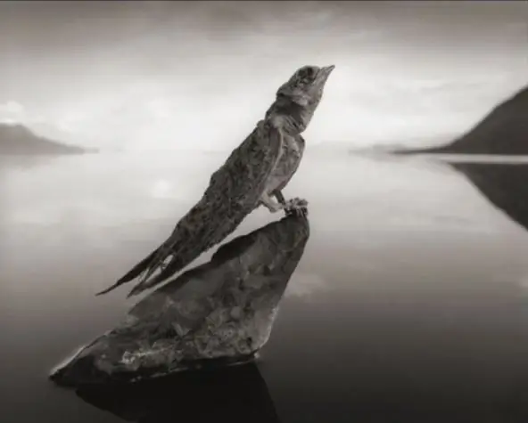 Beautiful and terrible. The lake that turns animals to stone