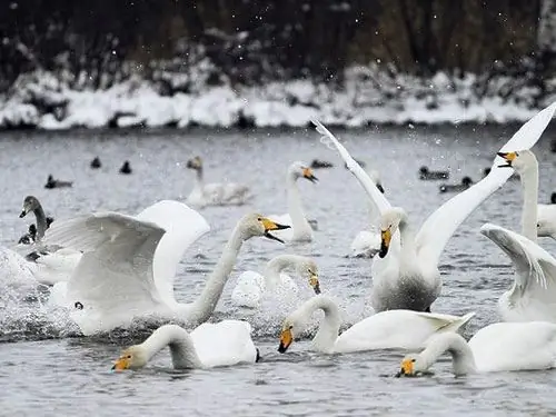 Պատկեր