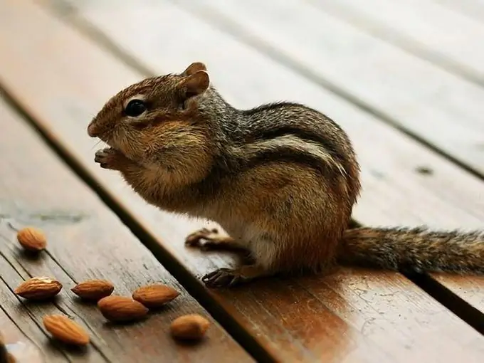 Chipmunk